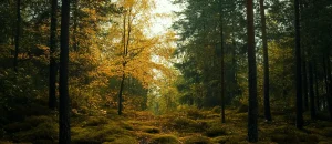 background_image_of_a_forest